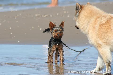 (Foto Goslar)_daenemark_2010_IMG_0907_Loekken_Strand.jpg - ... sind auch noch andere unterwegs.